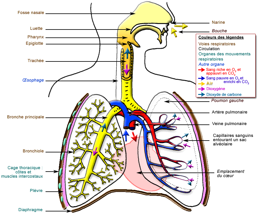 2 2 Appareil Respiratoire 10900 Hot Sex Picture