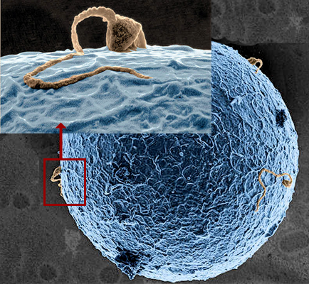 la rencontre des cellules reproductrices chez les oursins